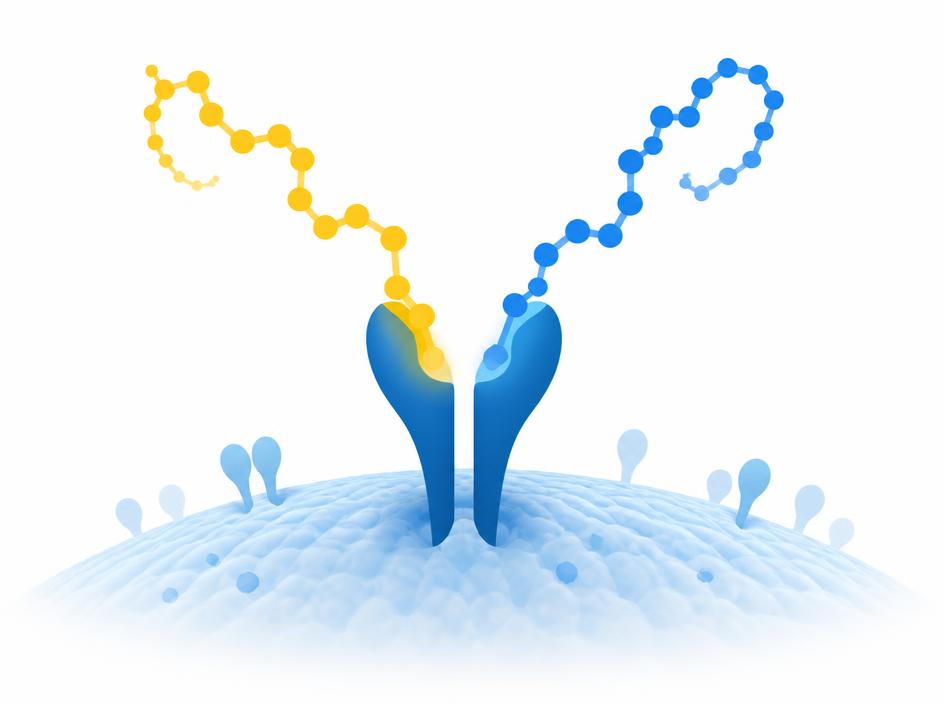AI-guided peptides binding to a tumor cell receptor