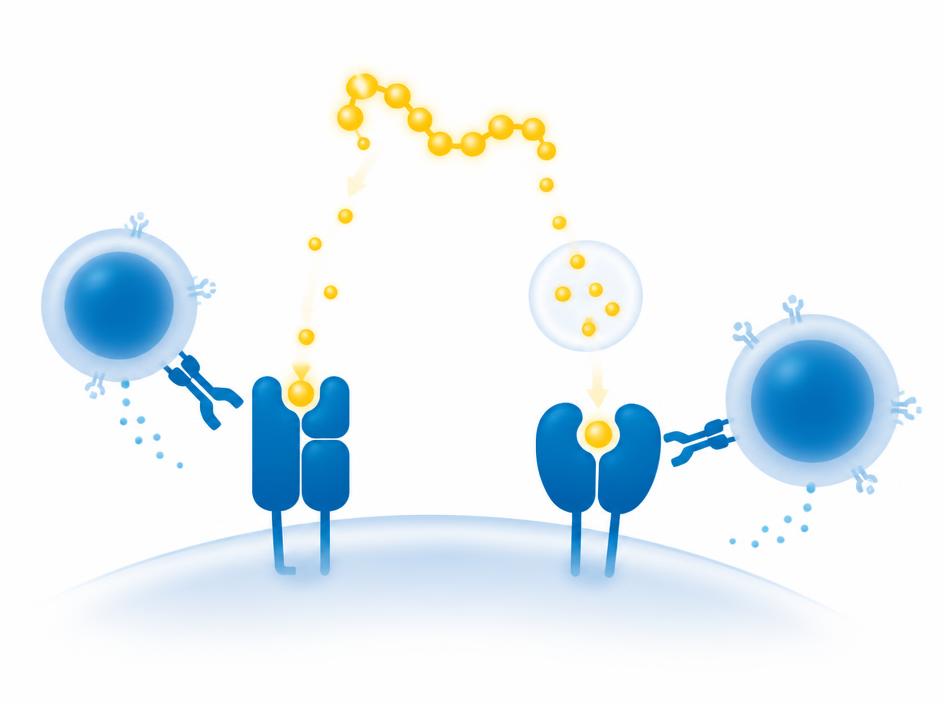 Antigen presentation optimizing MHC Class I and II immune response